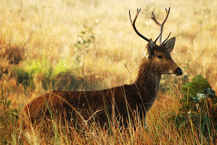 1. Dudhwa National Park
